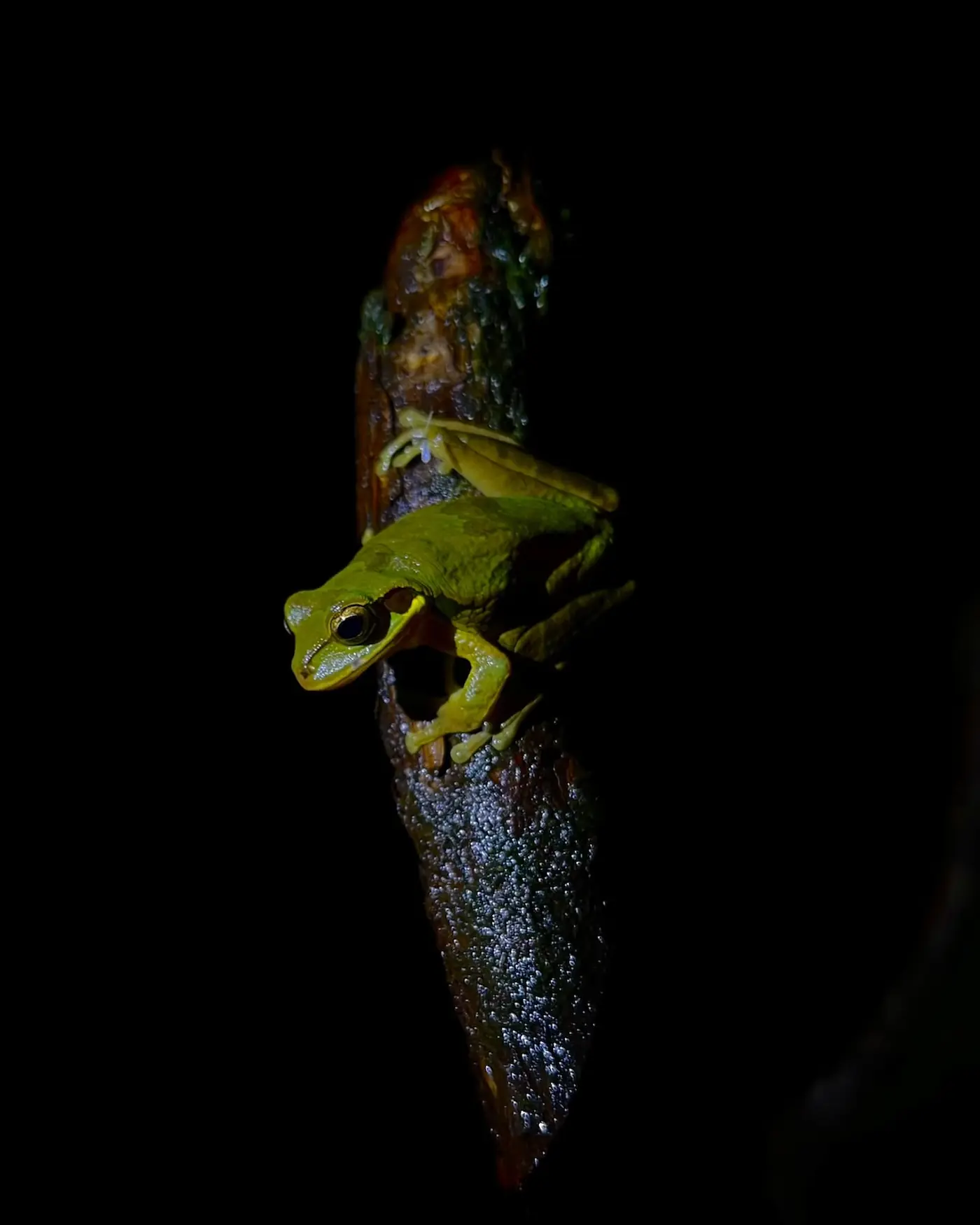 Night walk tour, Bajos del Toro, Costa Rica