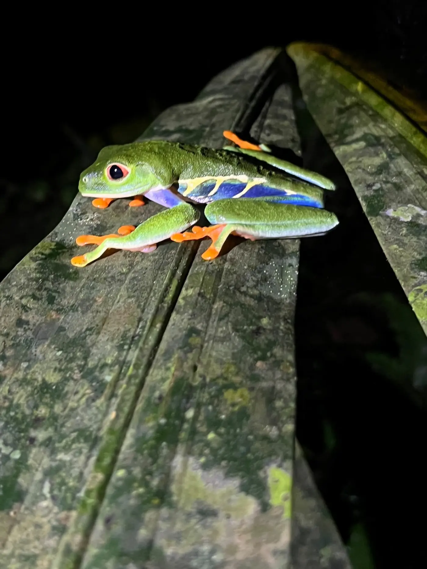 Night Walk tour, Bajos del Toro, Costa Rica
